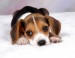 beagle_pup